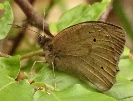 Maniola jurtina
